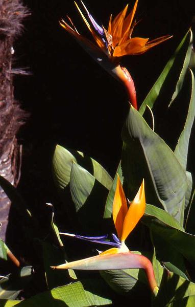 50-Taormina,13 aprile 1998.jpg
